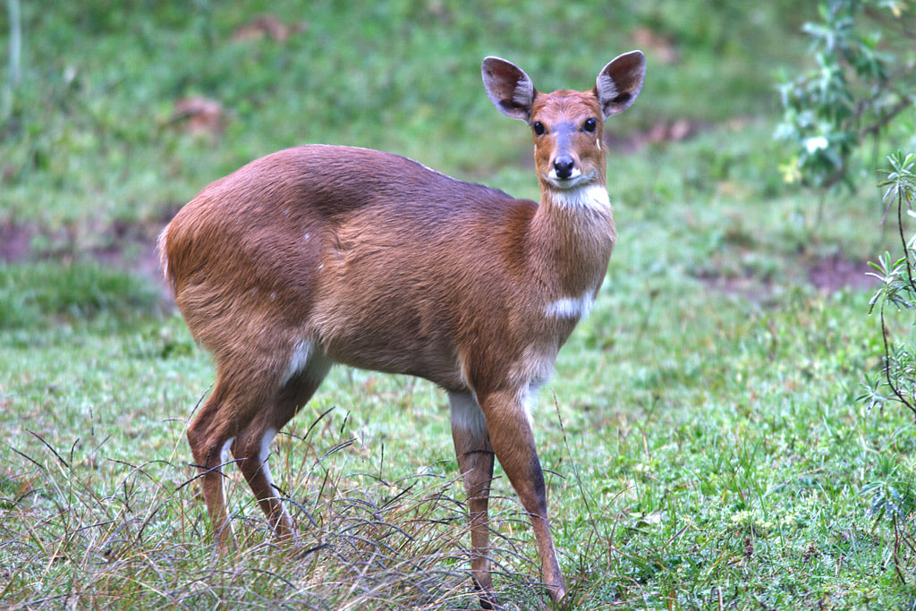 Bale Mountains, Ethiopia — Endemic wildlife